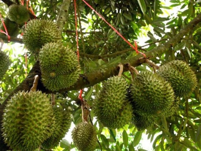 Durian Plantations