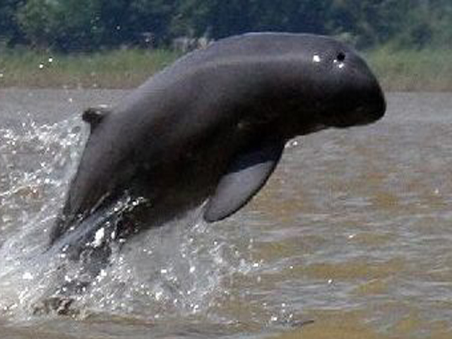 Dolphin Habitat