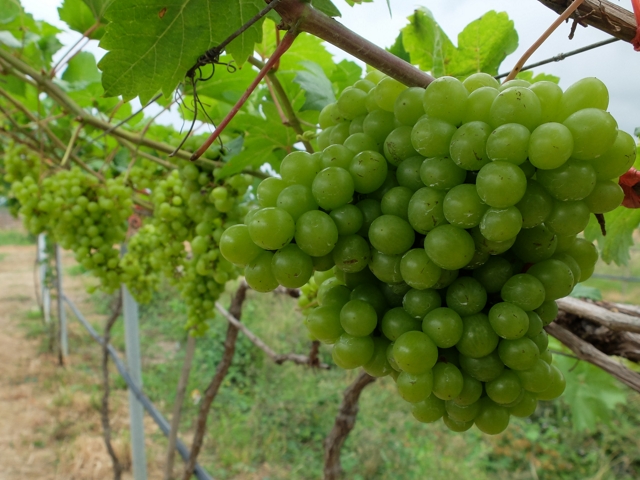 Battambang Winery